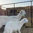شاه حريه