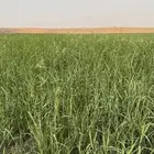 بلوبنك تلبن جديد وناعم ورق شد من 80-88