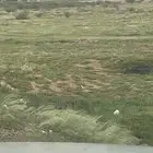 مزارع ومراح للغنم للايجار