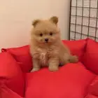 كلب بومرينيان ميني للبيع مرااا لعوب وتطعيمته كامله