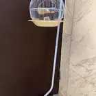 طيور مع القفص لبيع