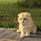 قطط للتزاوج سكوتش تربل فولد سينامون وقولد