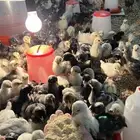 صوص دجاج مشكل