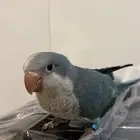 ببغاء كويكر اليف