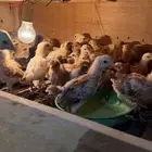 للبيع صوص دجاج