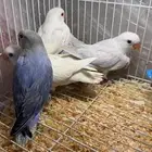 تم البيع