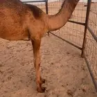 ناقه شعلا. ضروبه السن شاق عجميه منتج صور ولدها موجوده