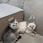 قطط سكوتش فولد وستريت