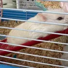 هامستر للبيع العدد 14هامستر الحد ب 170  مع الأقفاص