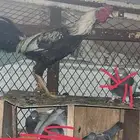 دجاجه والديك مهجنه فارسي و باكستانيه البيض ما اشرط الديك حر