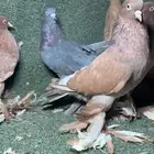 حمام عراقي تب