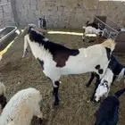 تيس هولندي