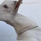 تيس قزم