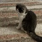 قطه امريكي ذكر