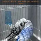 جوز باجي انتاج