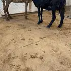 شياه سواكن مضاريع خصم