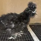 فروخ قطني أمريكي Black ( شوكلت ) فاخر