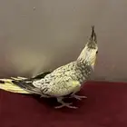 كروان اليف جداا