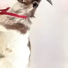 ماعز قزمي