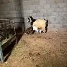 عنز مشروكه