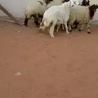 7 رخال جذعات نعيمة وحرية فل شحم