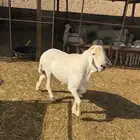 فحل حري كفو