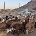 طليان سواكن حمري مرابى جادعان مناسبات زواجات ثلاجات