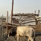 حسيل ماشالله تبارك الله
