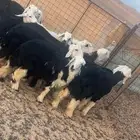 بهم نجد