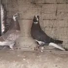 قطايف قلاب عروق قديمه