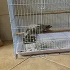 ذكر كروان هولندي