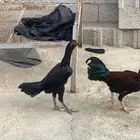 دجاجة شامو الماني