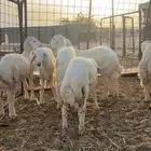 طليان