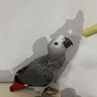 للبيع فرخ كاسكو