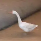 وز بلغاري صنف