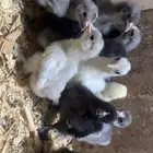 للبيع صوص كوشن