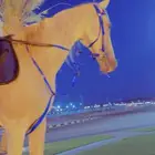 فرس للبيع