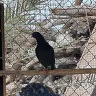 ذكر اسود