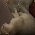 كتن سكوتش فولد لتبني