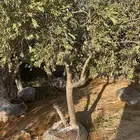 اشجار زيتون