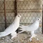 حمام تركي( تم البيع)