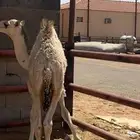 قعود لباني فل للبيع