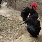 دجاج جبنيز قزم