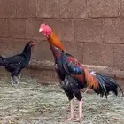 ديك بكستاني