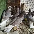 قلابي قطيفي نوادر