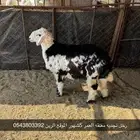 رخال للبيع