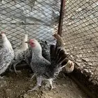 دجاج بلدي