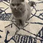 سلاله السكوش فولت