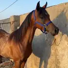 مهر واهو
