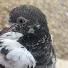 زوج تبدي tob